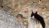 Tunceli Nazımiye'de Koruma Altındaki Vaşak Görüntülendi