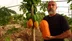 Antalya Alanya'da Tropikal Papaya Hasadı ve Fiyatı
