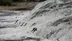 Van Gölü’nde İnci Kefalleri, Üremek İçin Akarsulara Akın Ediyor