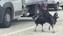 Karabük Eflani'de İki Hindi, Yolda Kavga Ederek Trafiği Engelledi