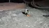 Bayburt'ta Şantiye Alanında Ayı, Köpeklerin Havlamasıyla Paniğe Kapıldı