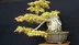 Kocaeli'de Bonsai Sanatı Sergisi ile Sanatçılar Eserlerini Tanıttı