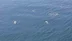 Tekirdağ Süleymanpaşa'da Dron ile Görüntülenen Yunus Sürüsü İlgi Çekti