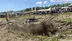 Düzce Gümüşova'da 36. Off-Road Festivali'nde 60 Araç Yarıştı