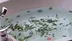 Rize Çamlıhemşin'de Geliştirilen Çaykuzi Konsepti, Turistlerin İlgi Odağı Oldu