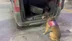 Tunceli'de Yapılan Operasyonda Narkotik Köpeği Uyuşturucuyu Buldu