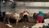 Ordu Fatsa'da Kurban Bayramı İçin Hayvan Pazarlarında Hareketlilik Başladı
