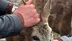 Giresun Görele'de Köpeklerin Saldırısına Uğrayan Karaca, Duyarlı Bir Vatandaş Tarafından Kurtarıldı