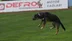 Ordu Altınordu'da 19 Mayıs Kutlamalarında Dronu Düşüren Başıboş Köpek Gündeme Geldi