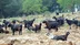 Muğla'da Kurban Bayramı Öncesi Satışlar Yavaşta Olsa Devam Ediyor