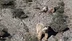 Erzincan Refahiye'de Sürüye Yaklaşan 3 Bozayı Drone ile Uzaklaştırıldı