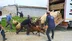 Erzincan'da Yayla Mevsimiyle Hayvan Yükleme Süreci Zorlaştı