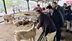 Karabük'te Kurban Bayramı Hazırlıkları İçin Kurban Satış Alanına Ziyaret Gerçekleştirildi