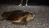 Antalya Konyaaltı Sahilinde Gece Geç Saatlerde Caretta Caretta Türü Kaplumbağa Görüldü