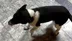 Samsun'da At Çiftliğinde Büyüyen Köpek, Yürüyüşüyle Dikkat Çekiyor