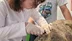 Aydın Kuşadası'nda Yaralı Caretta Caretta İçin Tedavi Süreci Başlatıldı