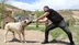 Sivas'ta Kangal köpekleri, 743 PSI çene basıncıyla aslanları geride bıraktı.