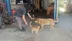 Antalya'da Motosiklet Tamircisi Tuncer Akan, Gözleri Görmeyen Köpeği Çiko'ya 13 Yıldır Bakıyor.