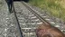Elazığ Palu'da Geçen Tren, Bir İneği Ezerek Telef Etti