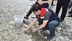 Sinop Gerze'de 2.500 Mersin Balığı Yavrusu Doğal Yaşam Alanına Bırakıldı