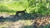 Malatya Hekimhan'da Kayısı Bahçesinde Vaşak Görüntülendi