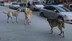 Sahipsiz köpeklerin tamamı yıl sonuna kadar barınaklara alınacak - ERZİNCAN