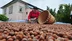 Düzce’den AB ülkelerine 5 bin 291 ton fındık ihraç edildi
