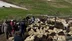 Aydıntepe’de küçükbaş hayvanlarda aşılama ve küpeleme çalışmaları sürüyor - BAYBURT