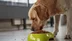 Köpeklerde Mama Hassasiyeti Nasıl Anlaşılır?