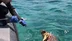 Muğla Gökova Körfezi'nde Ağa Takılan Deniz Kaplumbağası Kurtarıldı