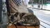 Kocaeli İzmit'teki Doğu Kışla Tramvay Durağında Yaşayan Pamuk İsimli Kedi, Yolcuların Neşe Kaynağı Oldu.