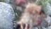 Erzincan Kemah İlçesinde Köpeklerin Saldırısına Uğrayan Porsuk Telef Oldu