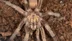 Manisa'da Türkiye’de İlk Kez Kaydedilen Yeni Tarantula Cinsi Ischnocolus Belirlendi