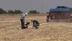 Şanlıurfa'da Tarımda Çevre Dostu Anıza Ekim Yöntemi Yaygınlaşıyor