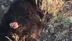Konya Seydişehir'de Sokak Köpekleri Ayrılan Keçiye Saldırı Düzenledi, Yaralı Keçi Kurtarıldı