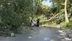 Florya Bakırköy'de Asırlık Çınar Ağacının Düşmesiyle Yol Kapandı