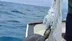 Denize atılan çuvala dolanarak hayat mücadelesi veren caretta carettayı balıkçı kurtardı - HATAY
