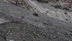Hakkari’de dağ keçileri görüntülendi