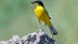 Erzurum Ovası'nda Temmuz Ayında Sarı Kuyruksallayan Kuş Görüntülendi