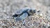 Antalya'nın Çıralı Plajı'nda Caretta Caretta Yavruları Güvenle Denize Ulaştırıldı