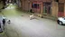 Ordu Çamaş'ta Bir Çocuk, Sokak Köpeklerinin Saldırısına Uğradı