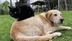 Düzce'de 2026 Yılının İlk Yarısında 787,8 Ton Kedi ve Köpek Maması İhraç Edildi