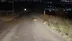 Sivas'ta Bir Vatandaş, Yol Kenarında Tilkiyi Görüntüledi