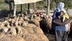 Erzincan'da Geleneksel Yöntemlerle Tulum Peyniri Üretimi Devam Ediyor