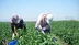 Muş Merkez'de Biber Hasadı Sıcak Havalarda Zorlu Şartlarda Devam Ediyor