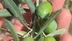 Didim Aydın'da Zeytin Üreticilerine Sinek İle Mücadele İçin Uyarı Yapıldı