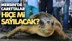 Mersin'de Caretta Carettalar Hiçe Mi Sayılacak? Yumurta Bıraktıkları Sahilde Festival Yapılacak