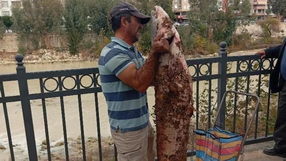 Kendi Boyunda Dev Yayın Balığını Eliyle Yakaladı: Silifke Göksu’da İnanılmaz Avcılık!
