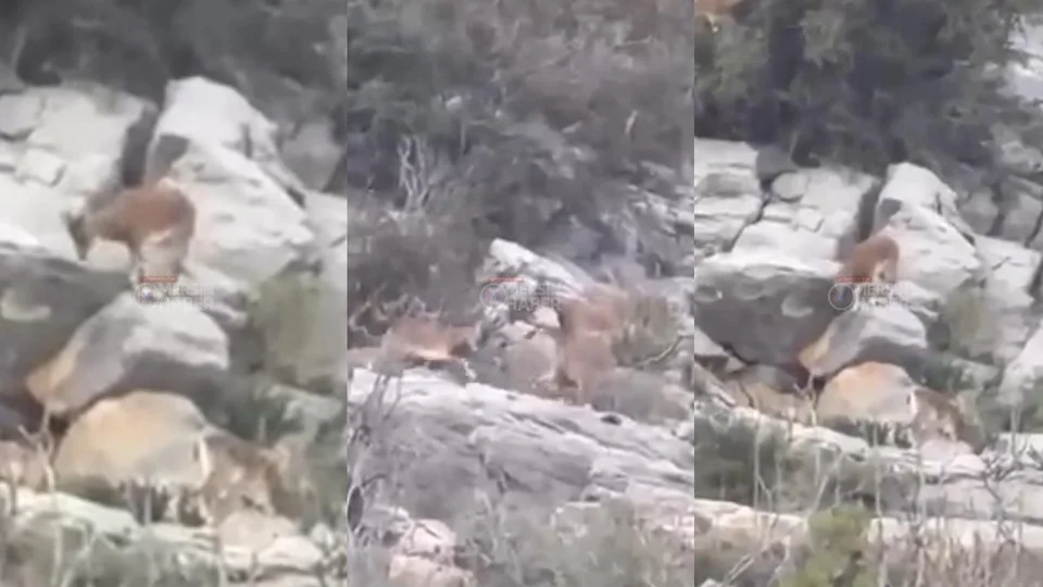 Gülnar’ın Sarp Kayalıklarında Görsel Şölen: Dağ Keçileri Objektiflere Yansıdı!