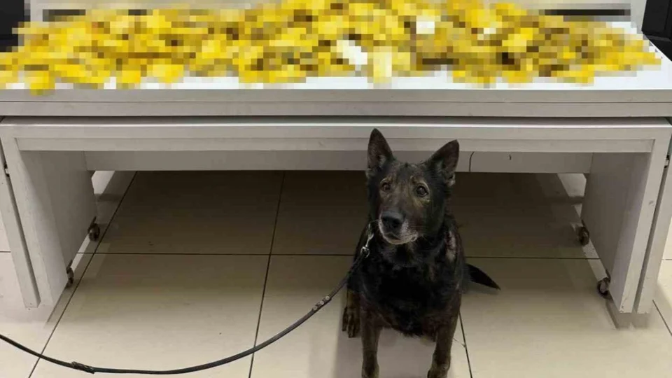 Dedektör Köpekli Operasyonda Yakalandılar: Mersin'de Binlerce Kaçak Sigara ve Elektronik Sigara Ele Geçirildi